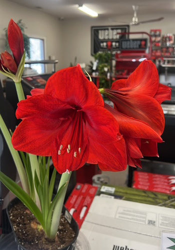 Sunday, November 9th @12pm (noon) AMARYLLIS DECORATING CLASS