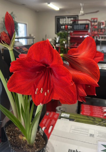 Sunday, November 9th @12pm (noon) AMARYLLIS DECORATING CLASS