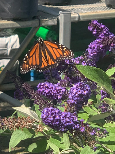 POLLINATOR 'MAKE & TAKE' PLANTER CLASS! SUNDAY MAY 18TH @ 10AM