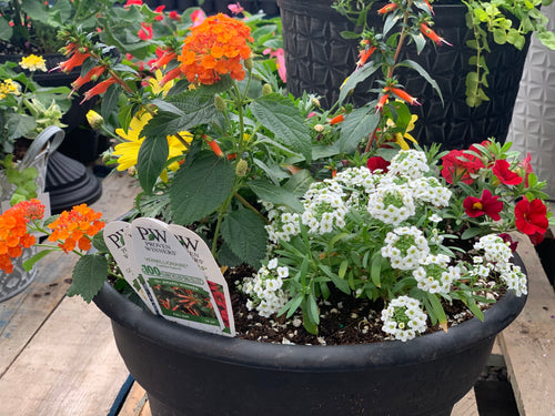 Mother’s Day Planting and Painting Activity! SATURDAY MAY 10TH @ 1PM